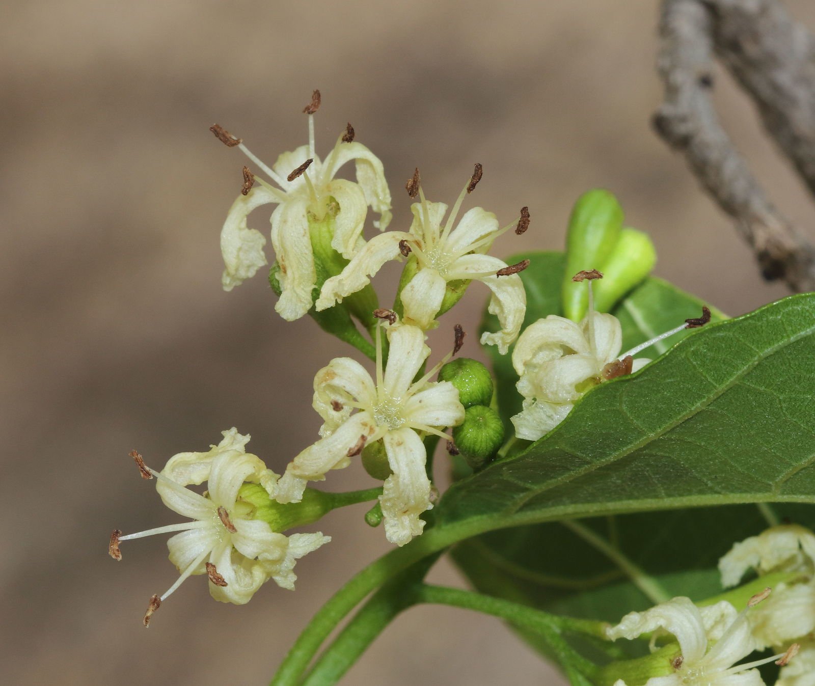 Lasoda plant (Cordia dichotoma) blooming white flowers - Wikipedia