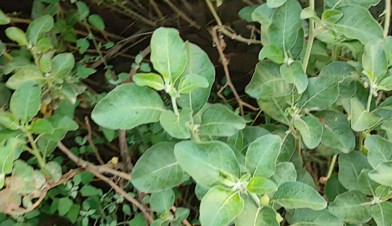 Ashwagandha