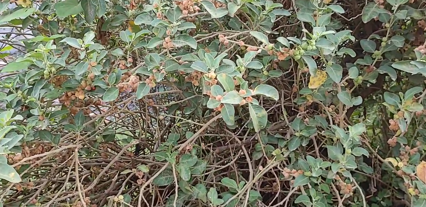Mature Ashwagandha Plant