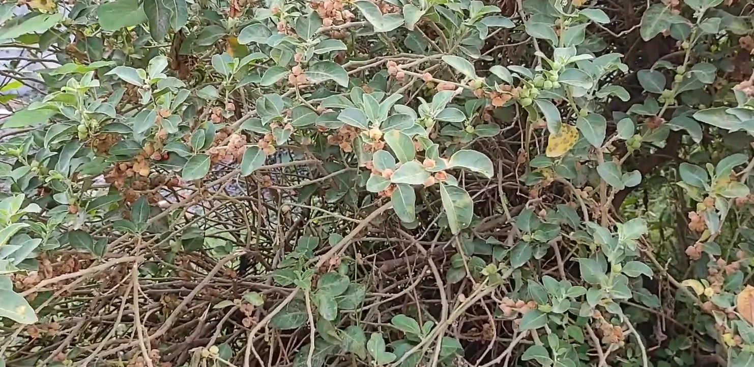 Mature Ashwagandha Plant