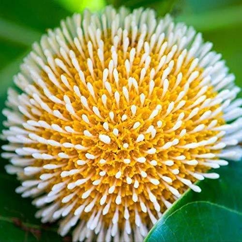 Close-up of fragrant globular blossom head of Kadam tree with white pistils