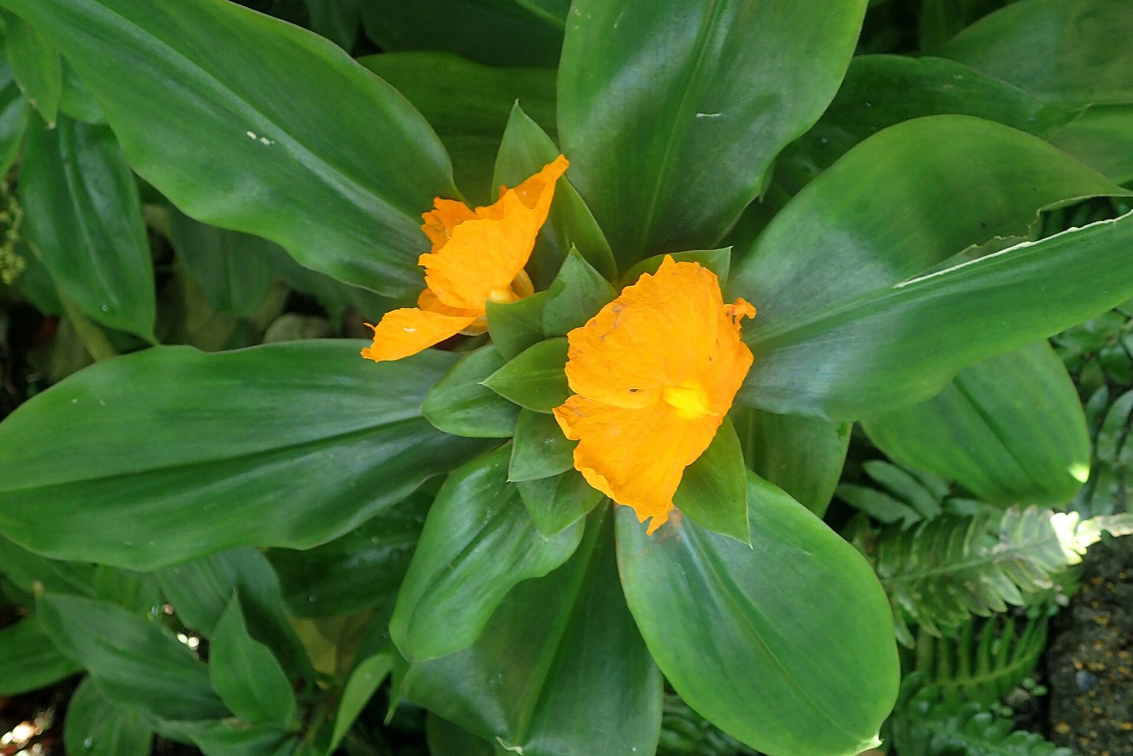 इंसुलिन का पौधा: फायदे, पत्ते खाने का सही तरीका और घर पर कैसे लगाएं (Insulin Plant in Hindi)