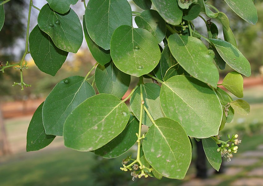 Lasoda