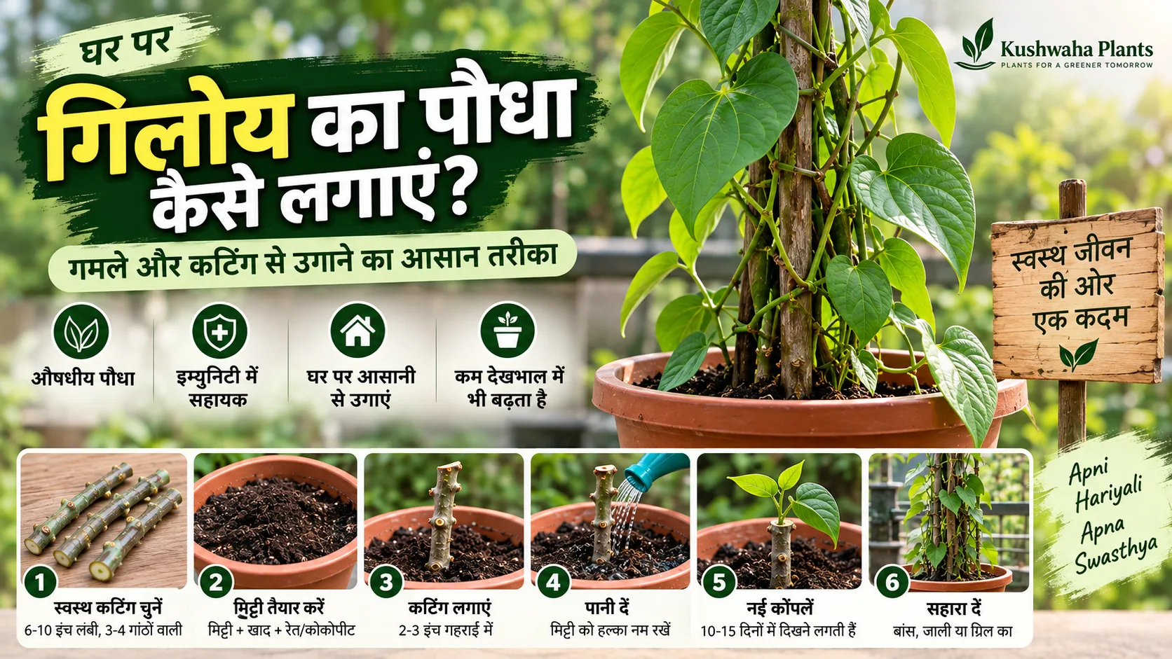 गिलोय का पौधा कैसे लगाएं? कटिंग से गमले में उगाने का आसान तरीका