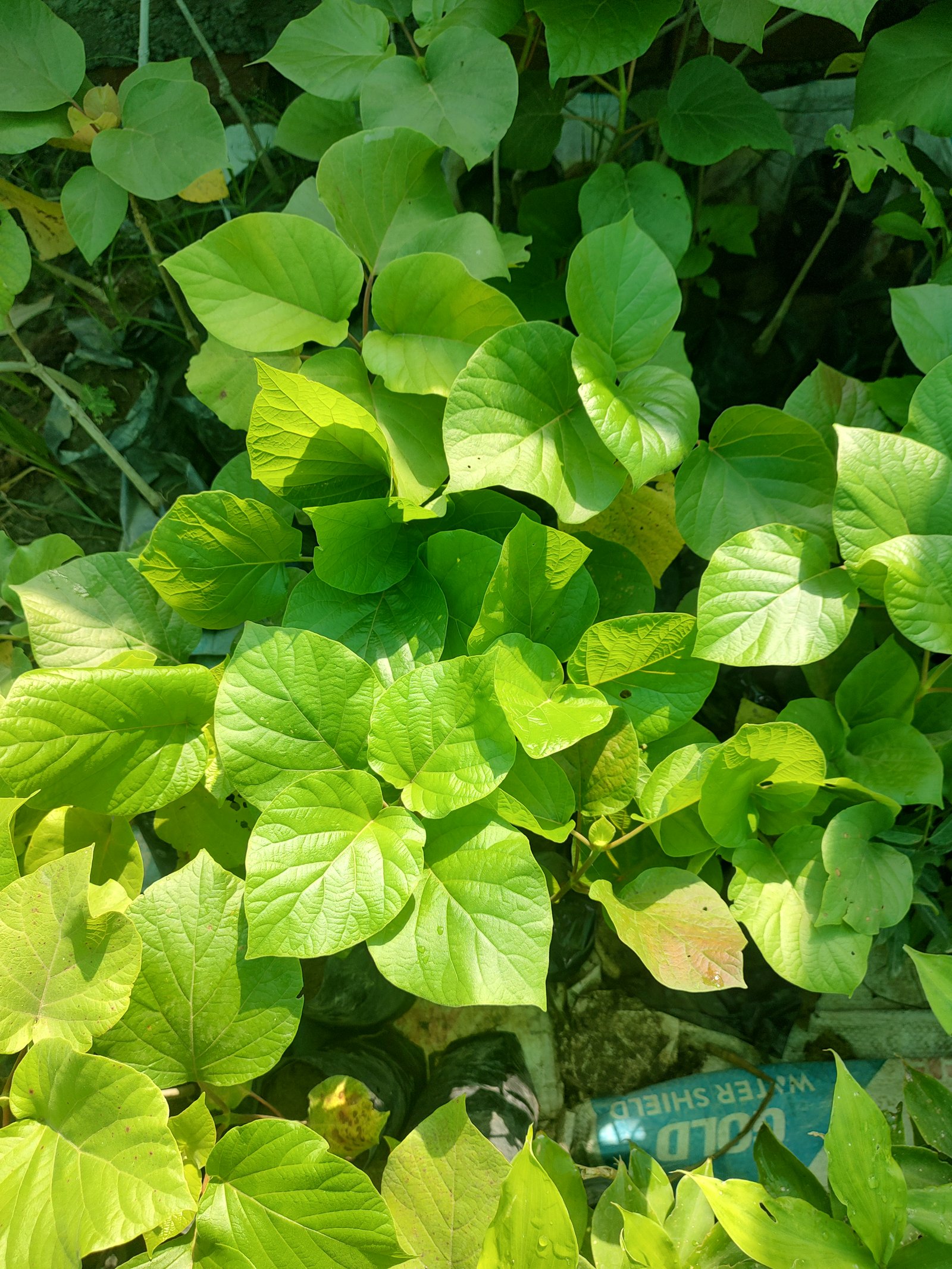 Haldu Tree