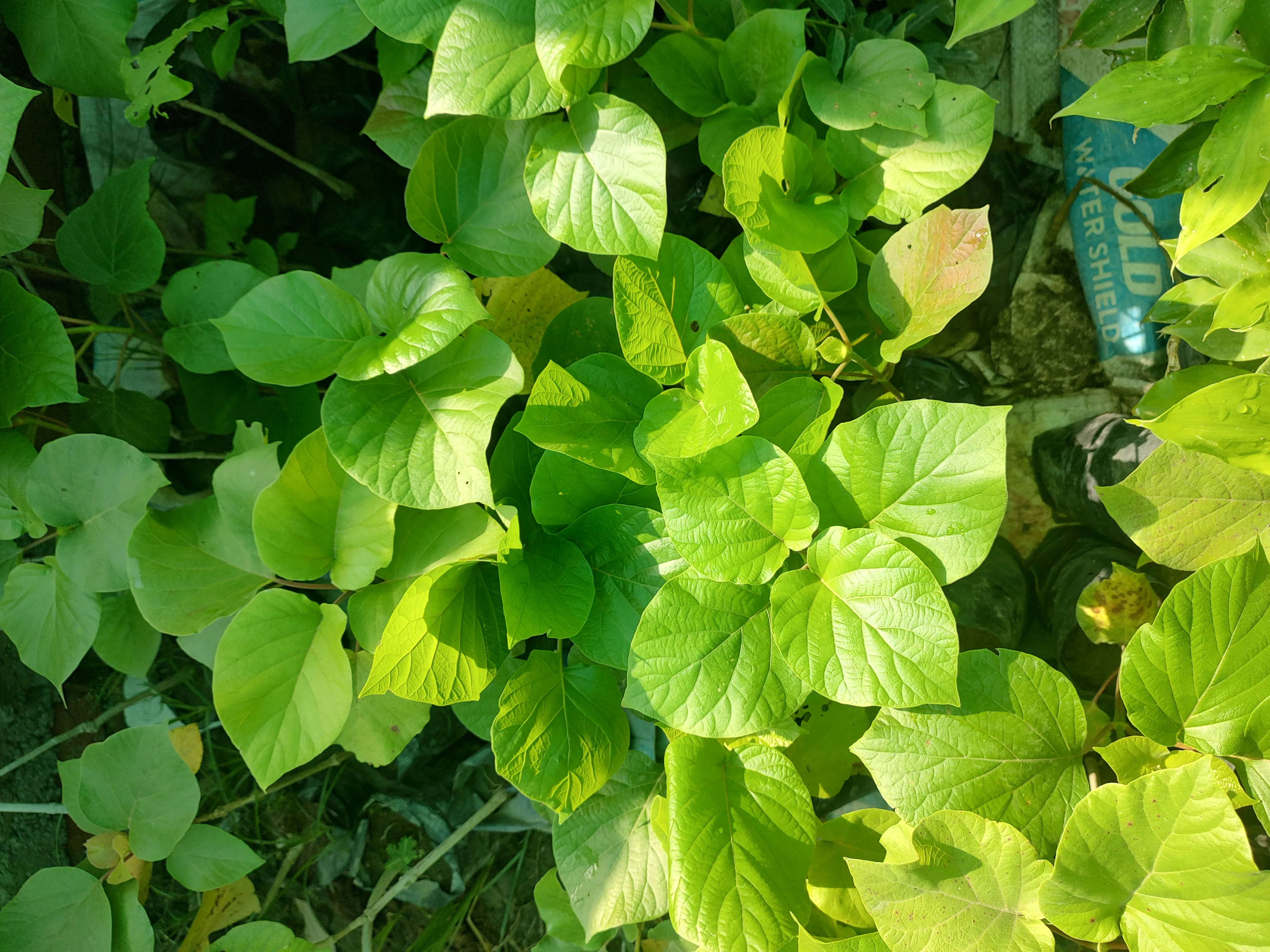 Haldu Tree