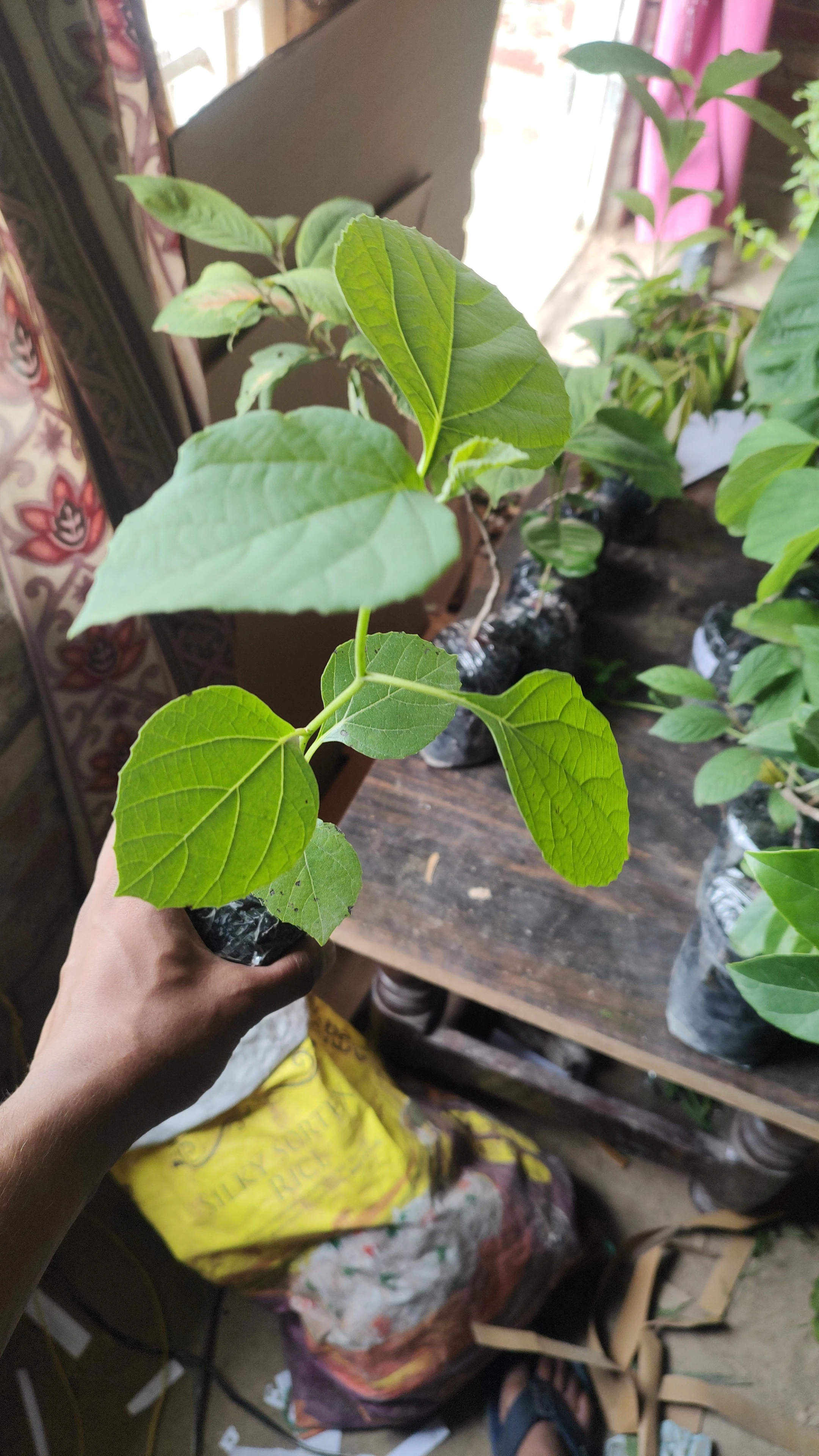 How to Buy Dahiman Plant Online: Authentic Dahi Palash Identification, Seeds & Ordering Guide