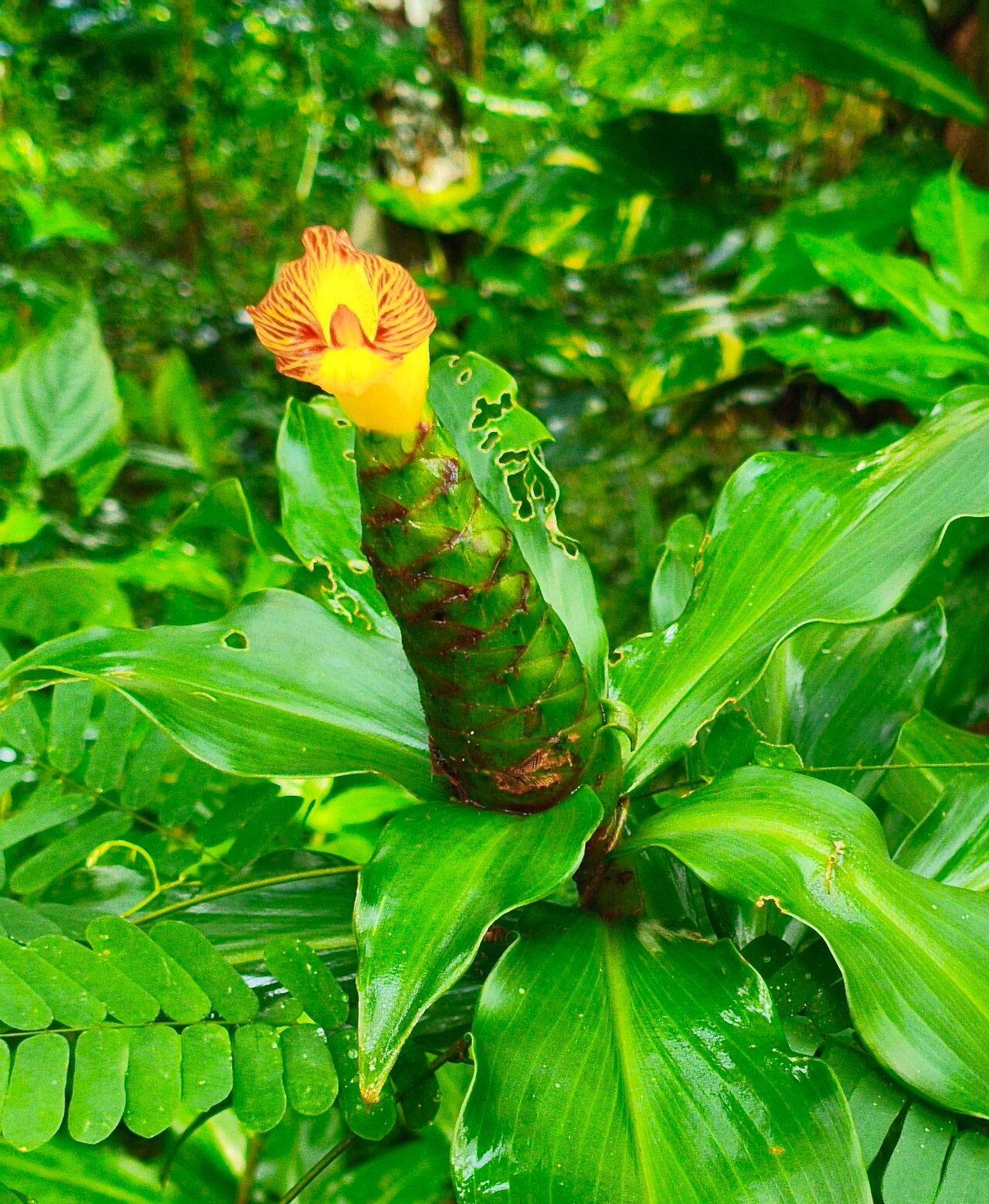 Insulin Plant / Fiery Costus / Spiral Flag