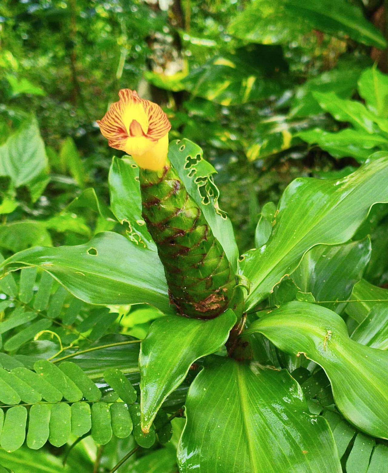 Insulin Plant / Fiery Costus / Spiral Flag