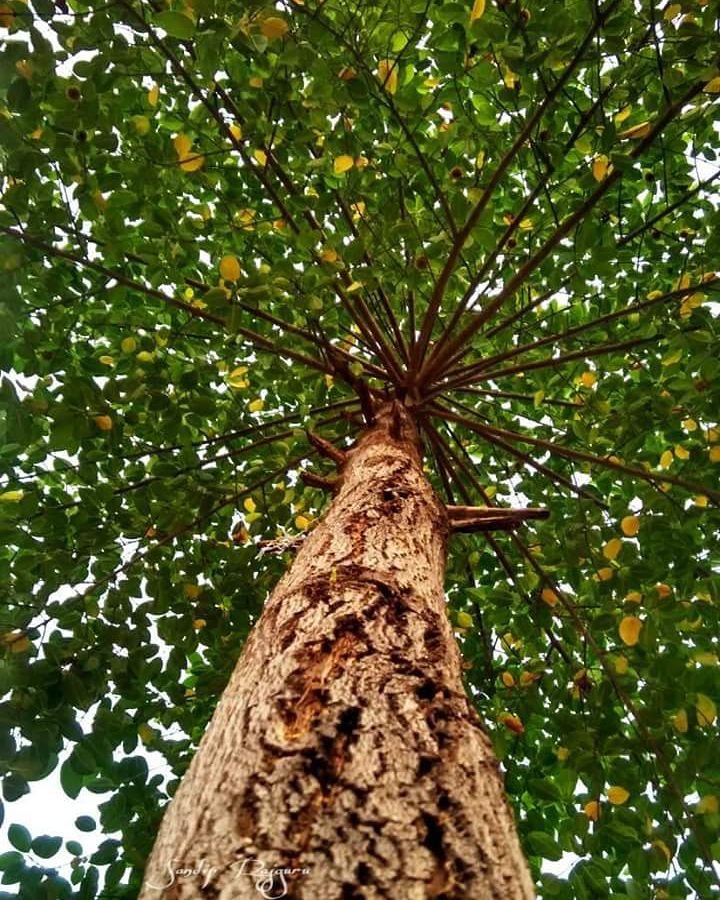 Kadamba Tree
