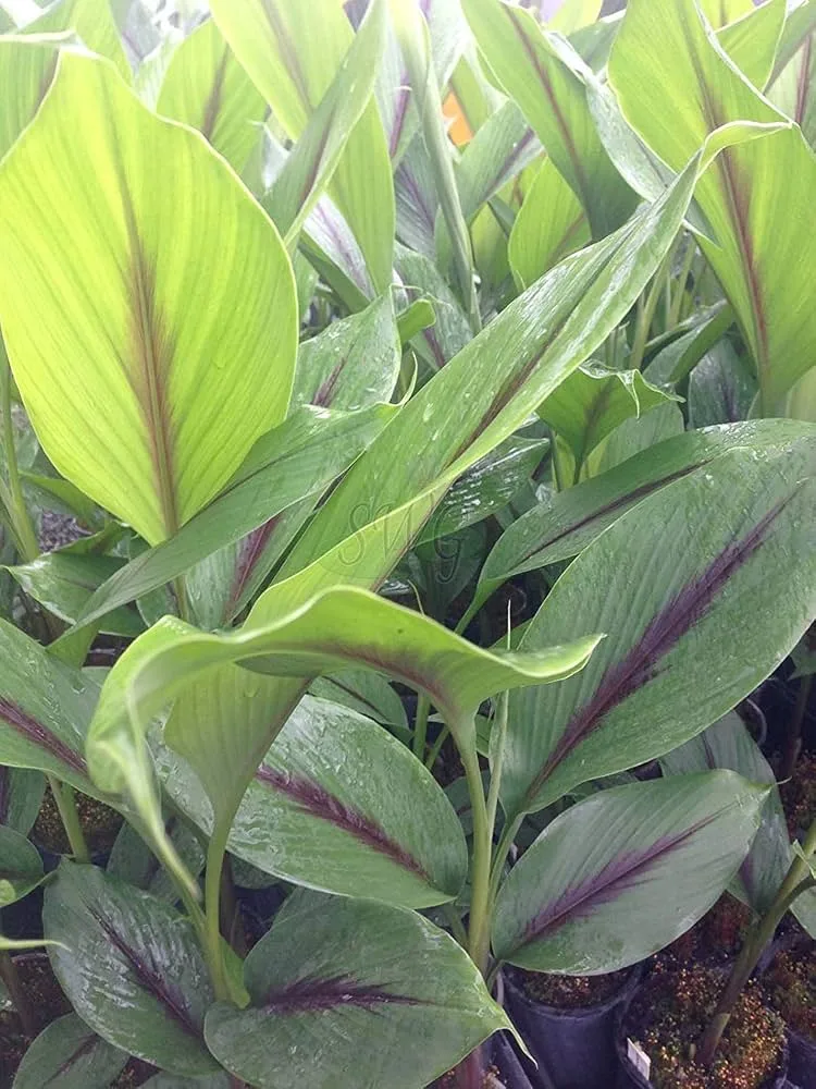 Kali Haldi (Black Turmeric)