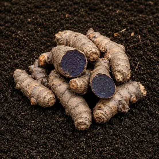 Botanical Plant detail: Kali Haldi (Black Turmeric)
