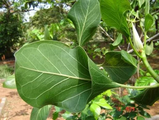 Krishna Vat Plant (Makhan Katori): Identification, Care & Complete Growing Guide