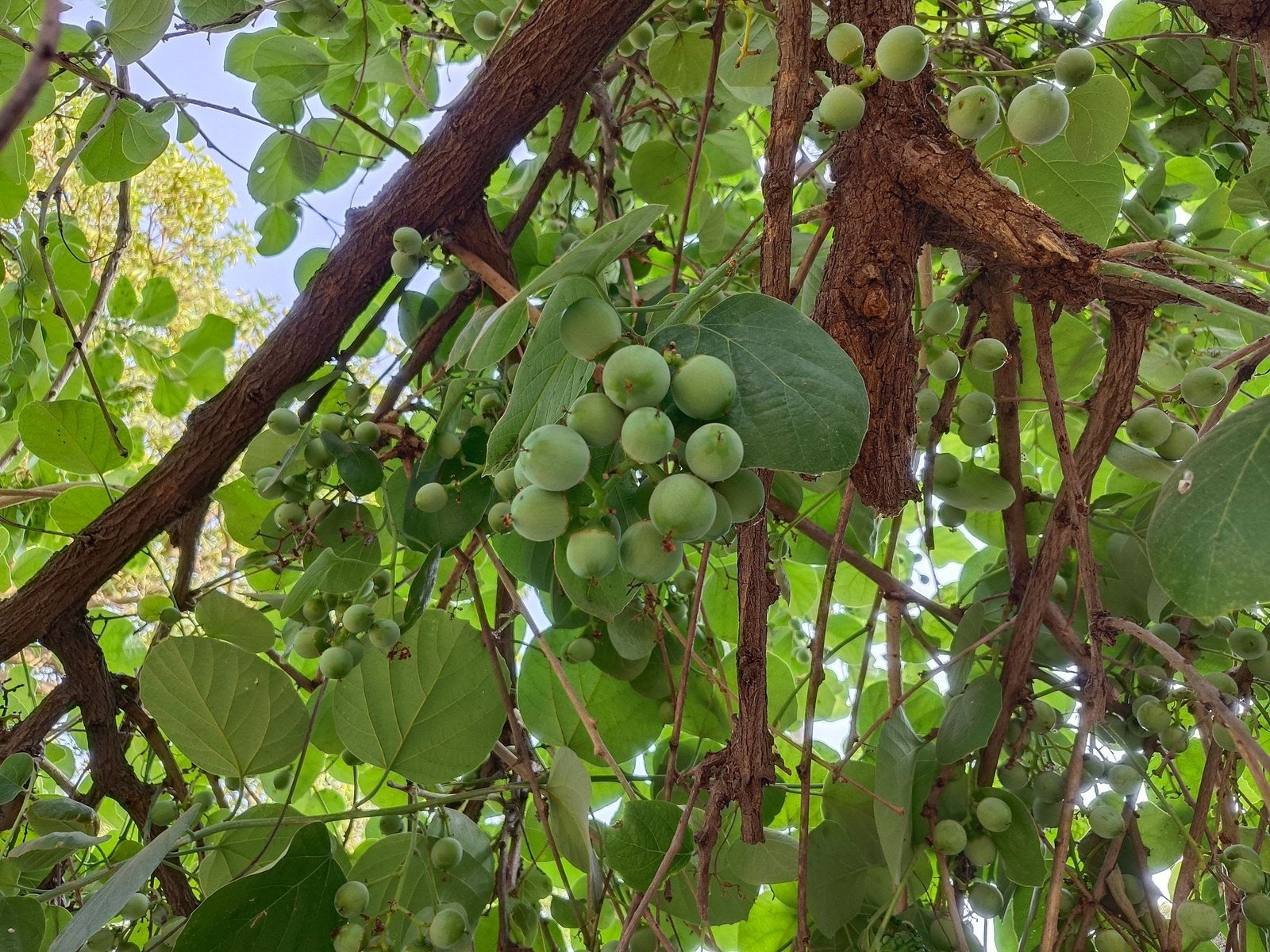 Lasoda Fruit Benefits: 9 Proven Health Uses, Nutrition & Home Remedies
