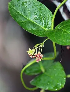 Dambel Plant