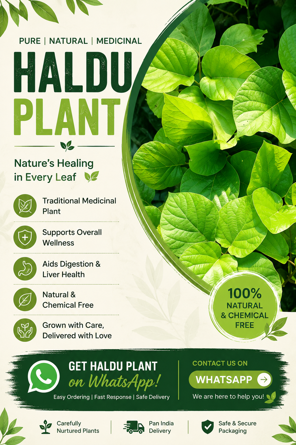 हल्दू प्लांट Monograph Infographic