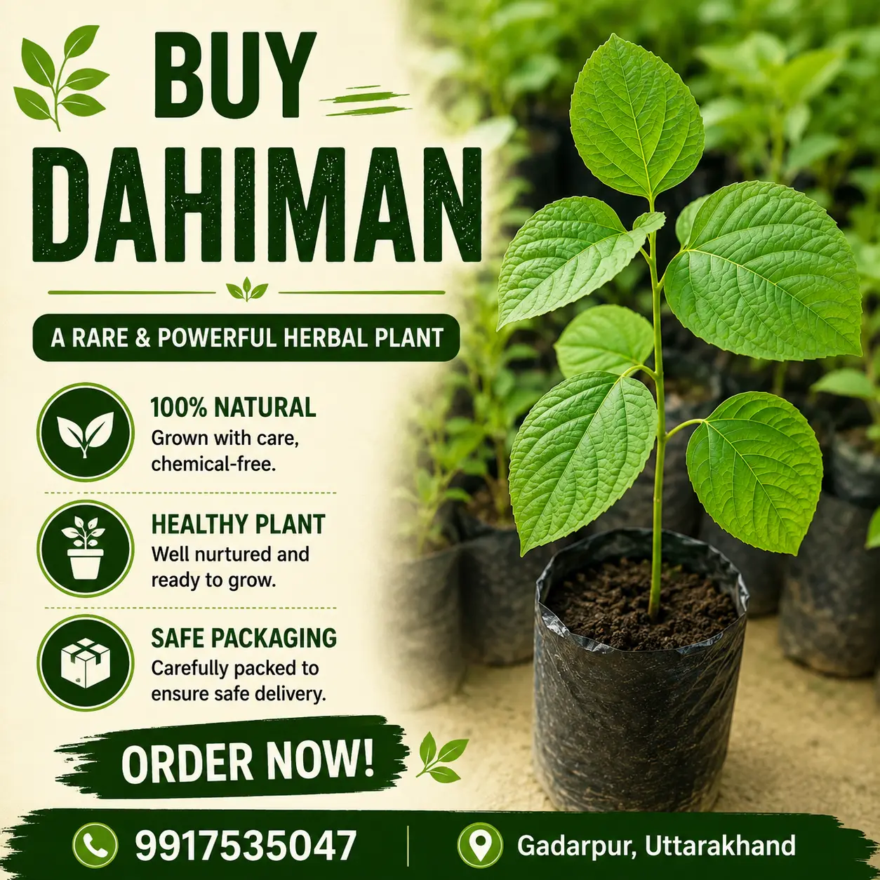 Dahiman / Dahipalash Monograph Infographic