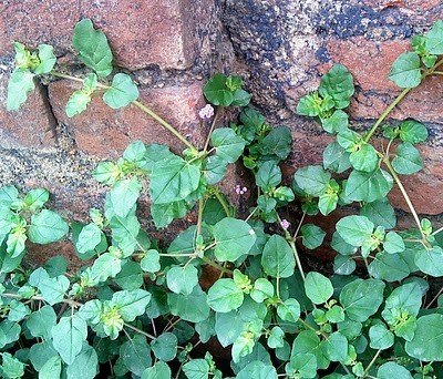 Punarnava (Spreading Hogweed / Hogweed)