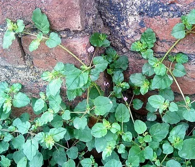 Punarnava (Spreading Hogweed / Hogweed)