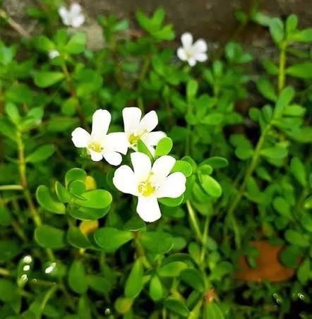 ब्राह्मी के फायदे, दिमाग तेज करने के औषधीय गुण और सेवन का सही तरीका (Brahmi Benefits in Hindi)