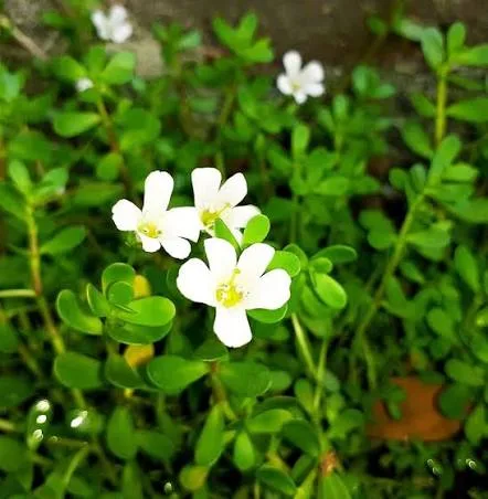 ब्राह्मी के फायदे, दिमाग तेज करने के औषधीय गुण और सेवन का सही तरीका (Brahmi Benefits in Hindi)