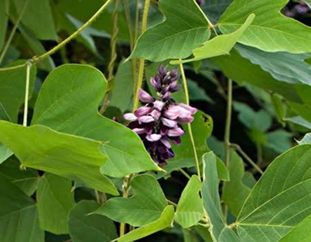 Vidarikand (Indian Kudzu)
