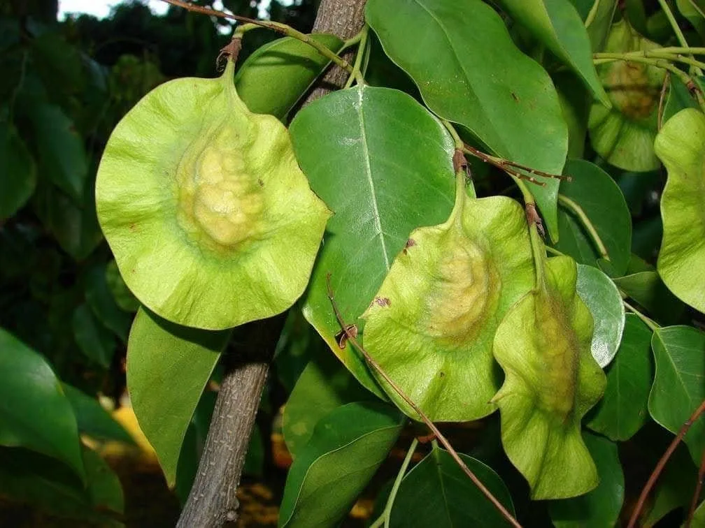 Vijaysar Tree (Pterocarpus marsupium): Blood Sugar Care, Herbal Wood Tumbler & Identification